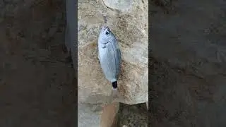&Mu;&epsilon;&lambda;&alpha;&nu;&omicron;ύ&rho;&iota;  ( Oblada melanura ) #fish #shorts