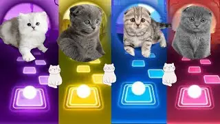 Tiles Hop | BRITISH Cute Cats | UNHOLY - MAROON 5 - FRIENDS - WAKA WAKA