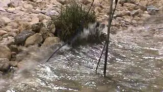 Wetlands Erosion Lab Experiment