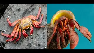 How to Identify True Crabs