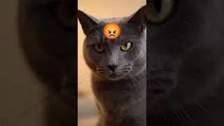 Gambito de Gato: Termina MUY MAL ♟️😼🥊 #gatos