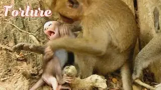 MG,What baby monkey Maddix done wrong?,Why little Kari do bad 0n baby Maddix like this,Pity him much