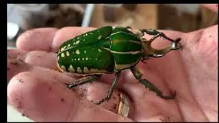 Mecynorrhina torquata ugandensis vs. Mecynorrhina polyphemus confluens