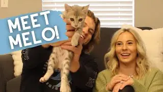 Meet Melo the Blue Bengal