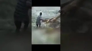 Animals asking people for help #shorts