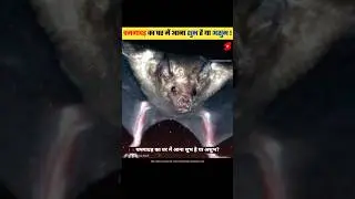 घर में चमगादड़ आना शुभ है या अशुभ | Meaning of bats entering the house | #shorts #dailyfacts