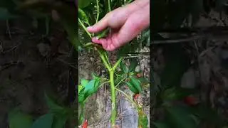 This is the best Techniques of Farming Rural village Life #satisfying #shorts#asmr