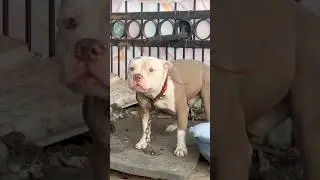 Pitbull labra love fight #pitbull #dogbreed #dogtype #pitbulldog #americanbully ##shorts