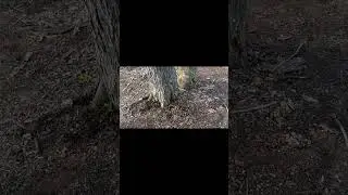 Rotted Trees Bore Cut #short #chainsaw #chainsawsafety #education