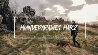 Hundeparadies Harz // Kanaltrailer Produktion