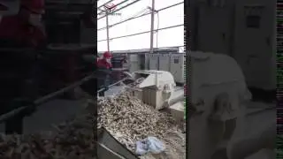 Corn cob pellet making  for cattle feed feeding