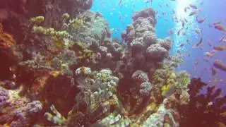 Verde Island, Sabang. Puerto Galera. Coral Wall Dive.
