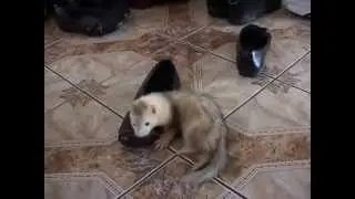 Fretka przymierza buty