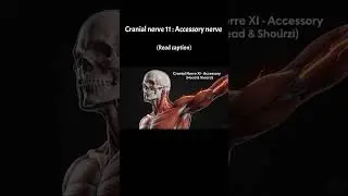 💪 Weak Shoulder or Neck Pain? | Cranial Nerve XI #anatomy