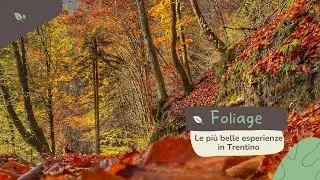 Autunno in vanoi: le pi&ugrave; belle escursioni ed esperienze organizzate per coppie e bambini in Trentino