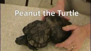 Peanut the Turtle