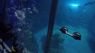 Shark Cage Experience at The Downtown Aquarium