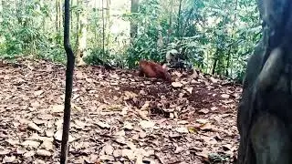 Bukitlawang jungle trekking | Sumatra jungle trekking -indonesia