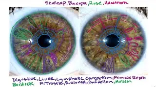 Iris Analysis with Botanical Matching - How I Pair Plants with People