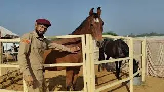 Mandava safari pushkar mela 2025