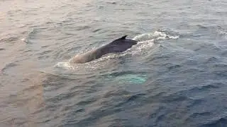 Whale Watching with Spirit of Gold Coast