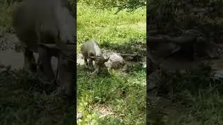 Buffalo Mud Bath. #amazing #shortvideo #viralvideo #trending #amazingview