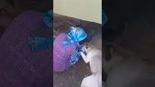 Mama dog shows gratitude to a woman for feeding her puppies.... #shorts