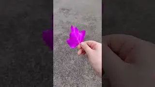 it's so pretty#pretty#purple#nature