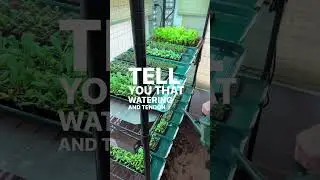 Seed starting at its simplest, soil blocking