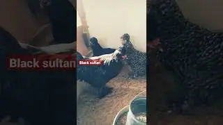 black sultan chicken#Cocu sultan#salmon brahma