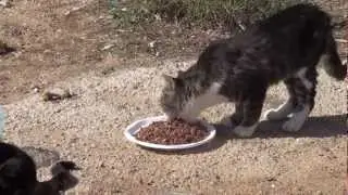 Streunende Katzen / Stray Cats