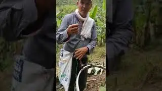 Práctico dispositivo para embolsar platano.