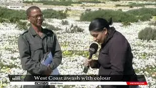 West Coast wild flowers in Western Cape back in bloom