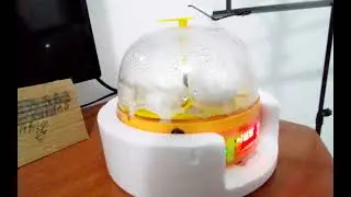 Ganhei uma chocadeira autom&aacute;tica de 6 ovos