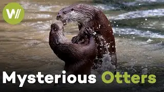 How the Otter Returned to Dutch Waters after 30 Years | The Otter - A Legend Returns (2020)