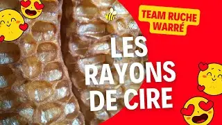 Construction des rayons de miel en ruche warr&eacute; 🐝 #shorts  #abeilles #ruchewarre