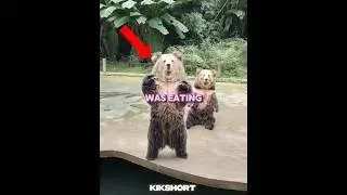 Man Throws🧸Bread to Bears&mdash;But One Clever Bear Waves for Attention🤣❤️&zwj;🩹