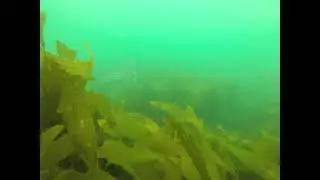 Bastard trumpeter