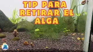 Tip para retirar el alga filamentosa del Acuario