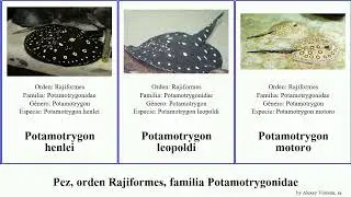 Pez, orden Rajiformes, familia Potamotrygonidae fish disco rex raya castexi iwamae Plesiotrygon