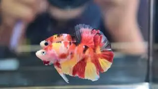 Nemo Yellow Base