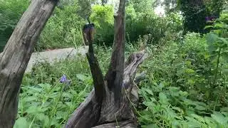Close up encounters with creatures at the butterfly garden