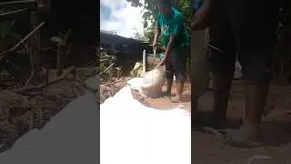 Ayam hias 🐔 &radic; panas terik sambil membuat penahan banjir kandang ayam #ayamhias #kandangayam