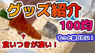 【ハムスター】【ダイソー】100円均一で購入したハムスターグッズを紹介！