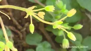 כוכבית מצויה עם פרחים ללא עלי כותרת حشيشة القزاز Stellaria media with petalless flowers