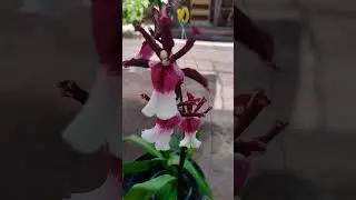 Oncidium cherry baby