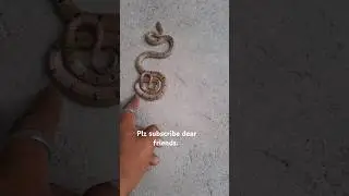 the common kukri snake.. #snakesavermk #trending #shorts #kukrisnake #nonvenomous