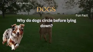 Dog Fact 73 - Why do dogs circle before lying down?
