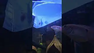 Big Fish Meets Newcomers 🐠 #ytshorts #short #aquariumfish #fish #fishinglife #polarparrot #cichlid