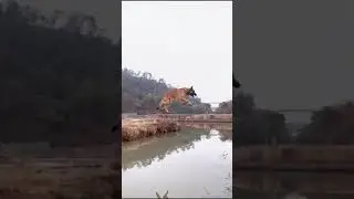 Belgian malinois jumps over the entire river.